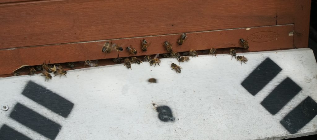 Bienen auf Anflugbrett